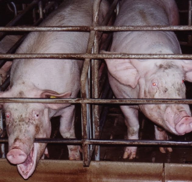 Faut-il manger de la viande : abattoirs