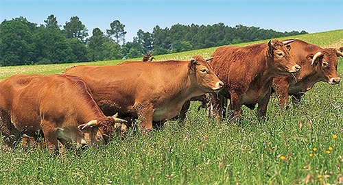 Faut-il manger de la viande : bio